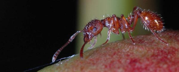 Photo of Myrmica rubra by <a href="http://www.tru.ca/schs/biol/facpgs/rhiggins/">Rob Higgins</a>